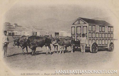 San Sebastin. Bueyes atados a una caseta (San Sebastin - Donosti)